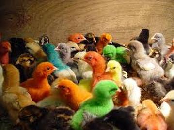 Picture: A Group of Multi-Colored Baby Chickens